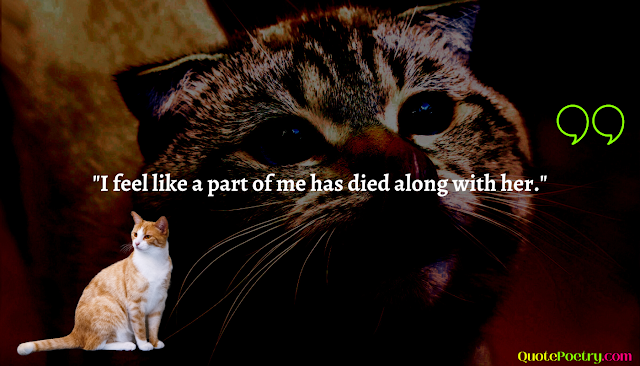 Death of a Cat Quotes