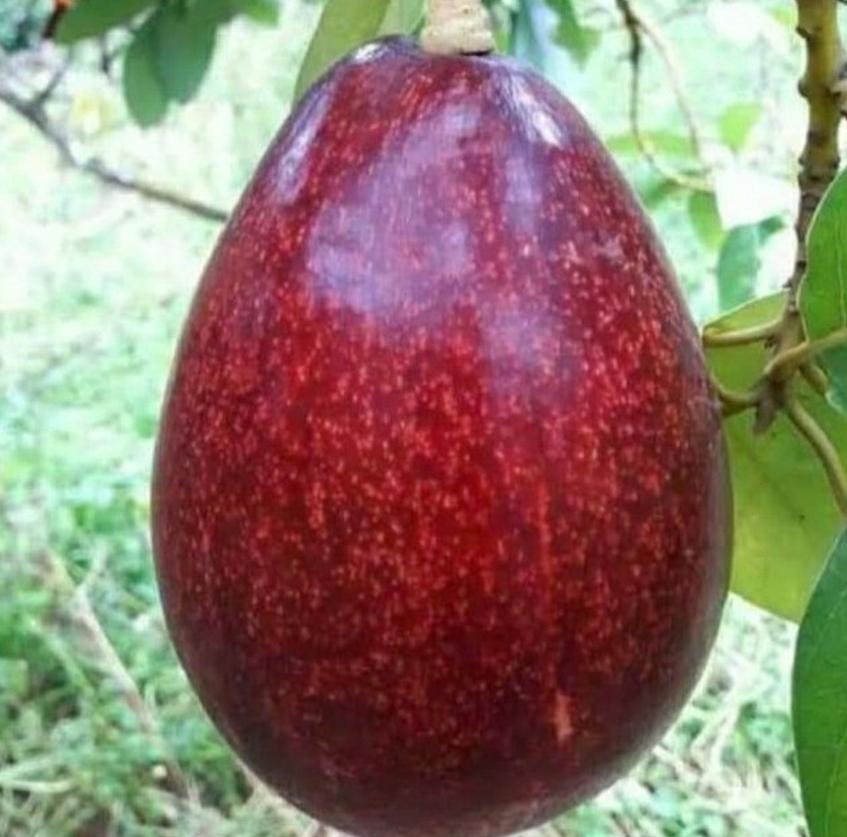 jual bibit alpukat red vietnam obral tanaman buah terlaris daun rimbun Tasikmalaya