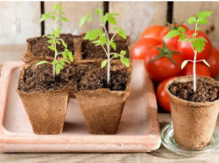 What you may need to grow tomatoes indoors