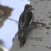 Red-naped Sapsucker at the Abbey