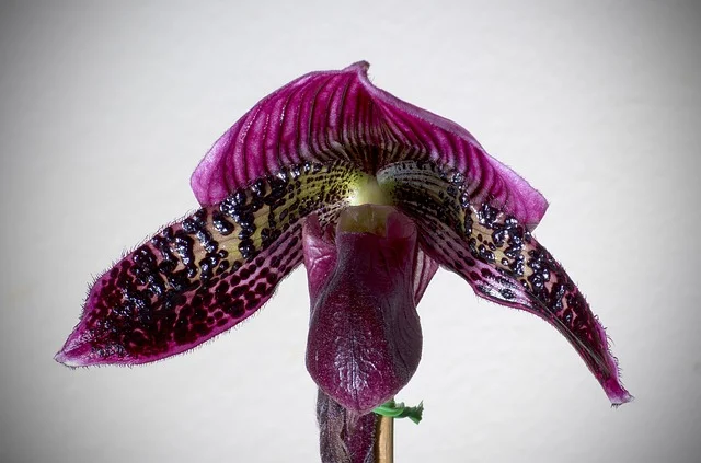 Orquídeas Paphiopedilum: A Orquídea Sapatinho