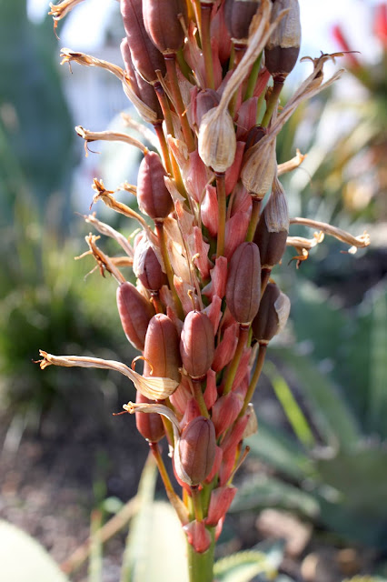 Aloe pluridens bloom gone to seed