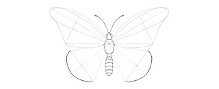 how-to-draw-butterfly-2-14