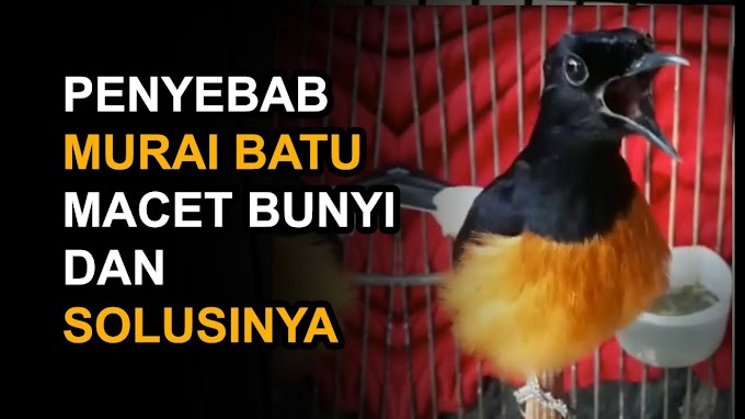 3 Penyebab Dan Cara Mengatasi Burung Murai Batu Macet Bunyi