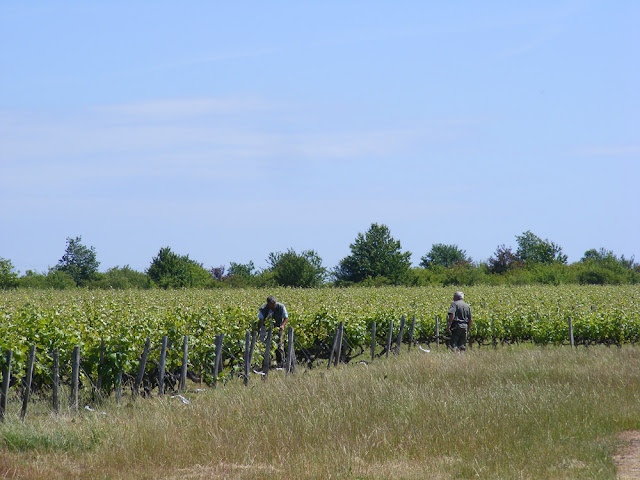 Vineyard, Indre et Loire, France. Photo by Loire Valley Time Travel.