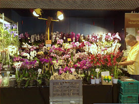Phalaenopsis and others orchids for sale, group of flowering plants