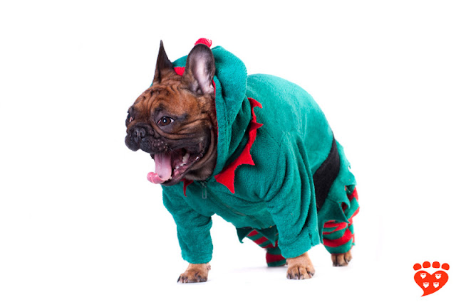 Dog body language quiz: Can you tell if this French Bulldog in an elf costume is happy or stressed?