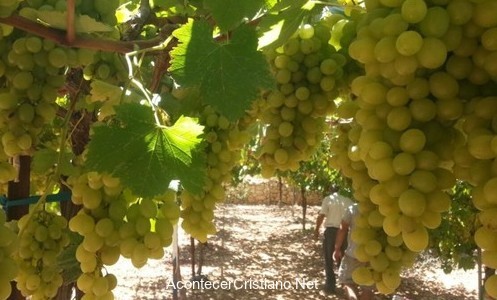 Elaboración de vino bíblico en Israel