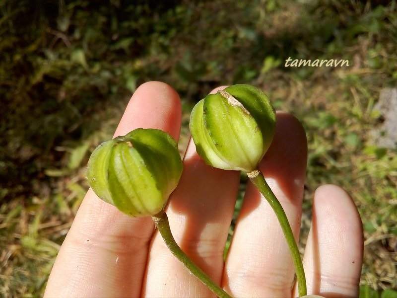 Лилия двурядная (Lilium distichum)