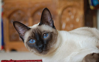 siamese cat breeders