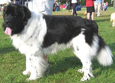 Newfoundland dog