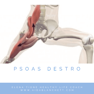 La coppia di muscoli si dipana lateralmente e poi scende verso l’addome nella pelvi e termina nel punto in cui raggiunge il femore.