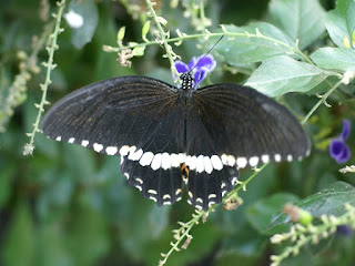 Papilio polytes - Voilier mormon