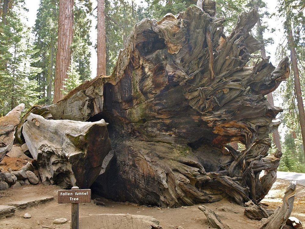 wawona-tree-1