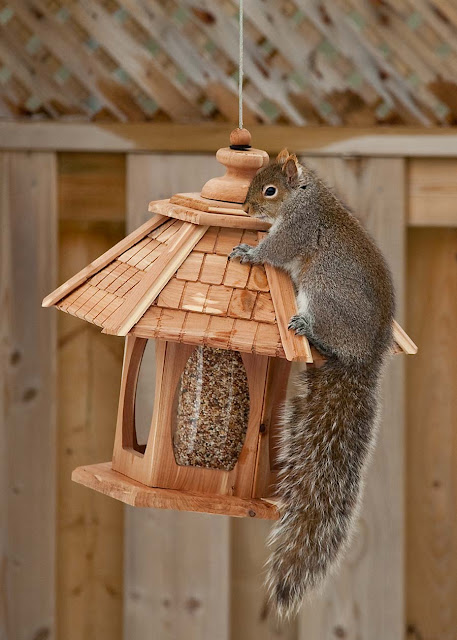 Squirrel In Bird Feeder