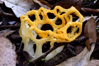 Basket Stinkhorn Fungus