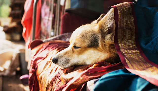 A Pembroke Welsh Corgi sleeps amongst some brightly coloured silks