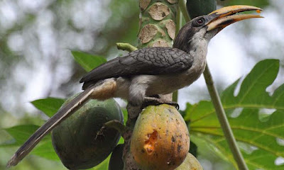Ceylon Grey Hornbill - Ocyceros gingalensis 