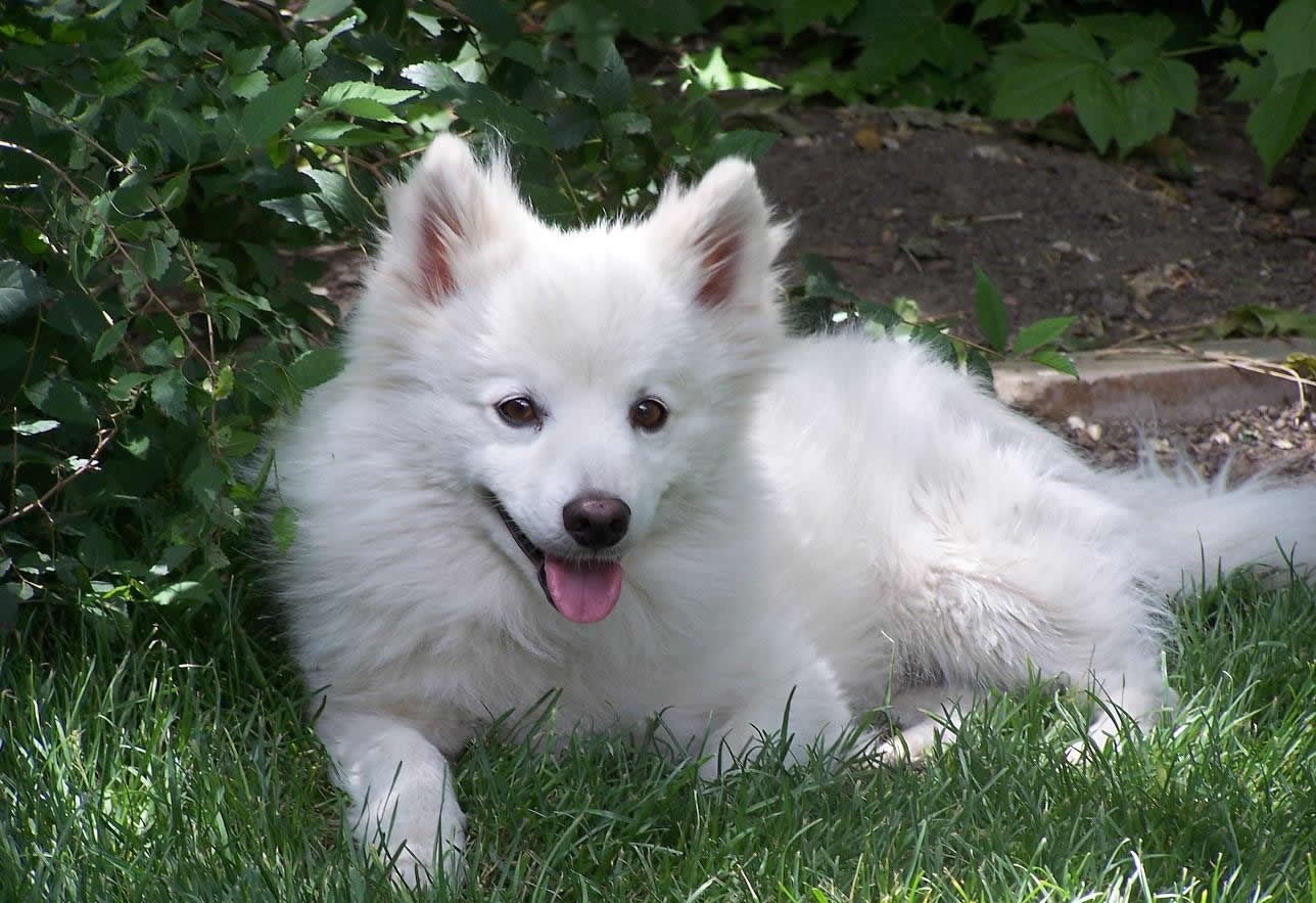 American Eskimo Dog | HD Wallpapers (High Definition)|HDwalle