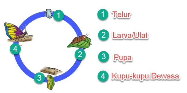 Metamorfosis Kupu-kupu