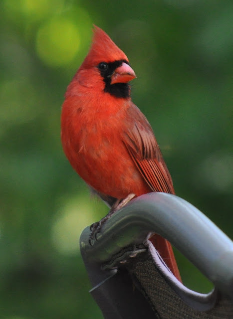 cardinal wallpaper,cardinal images,cardinal photo,cardinal picture,cardinals,cardinal bird,flying cardinal,sweet cardinals,red cardinal,