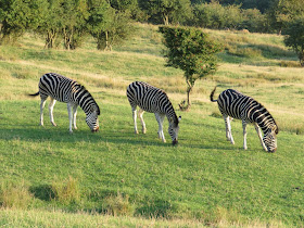 Giraffe Lodge at Port Lympne Reserve, Kent is an amazing and luxurious UK safari experience for any couple, looking for a special time away.