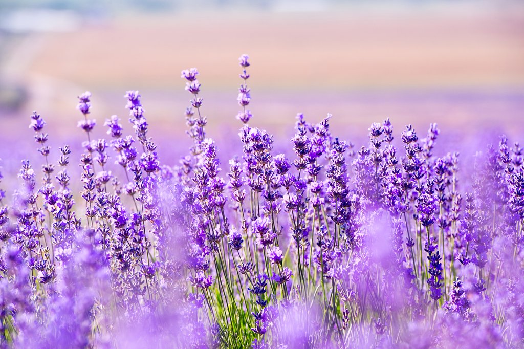 Gambar Bunga Lavender Yang Sangat Indah Kumpulan Gambar