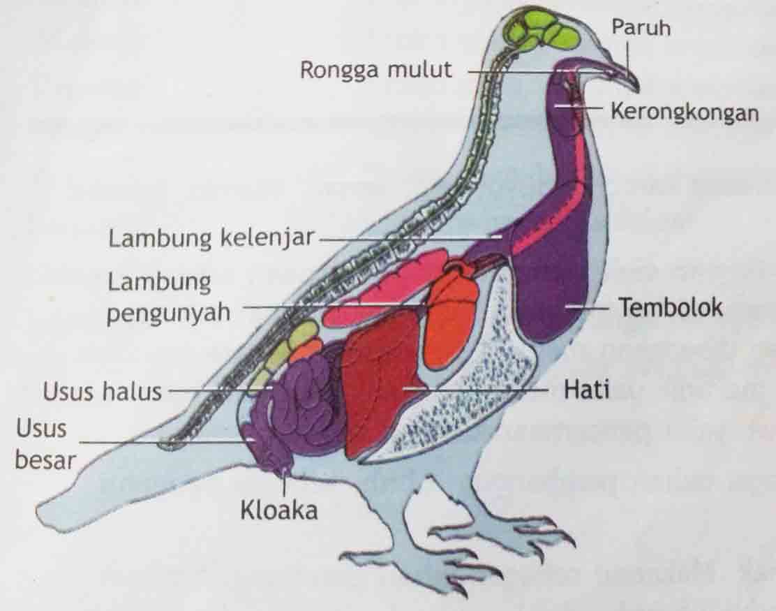 GRIT CANGKANG KERANG Sistem Pencernaan pada Burung  