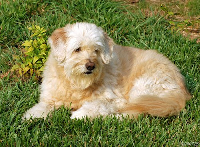 Soft Coated Wheaten Terrier