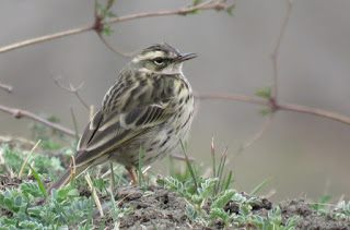 Olive-backed Pipits