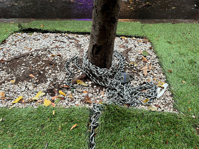 Chain wrapped around the trunk flare of a street tree