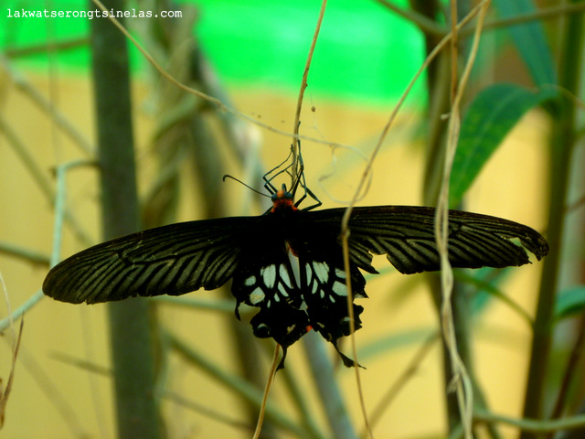 THE ECO-TOURISM SITE OF LAKE KENYIR