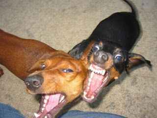 Two angry dogs