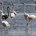 Το μοναδικό μαύρο φλαμίνγκο(black flamingo) στον κόσμο!