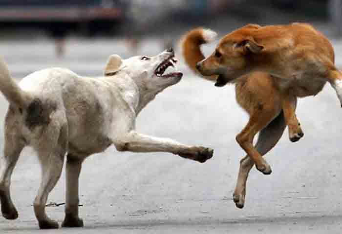 Malappuram, News, Kerala, Dog, Stray-Dog, attack, Children, Injured, Malappuram: Many injured in dog stray attack.