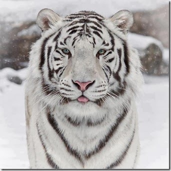 tigre siberiano