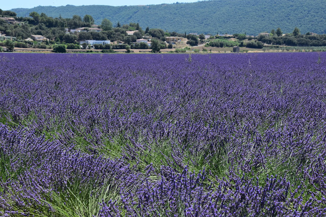 Campos de lavanda na estrada de Aix-en-Provence para Valensole