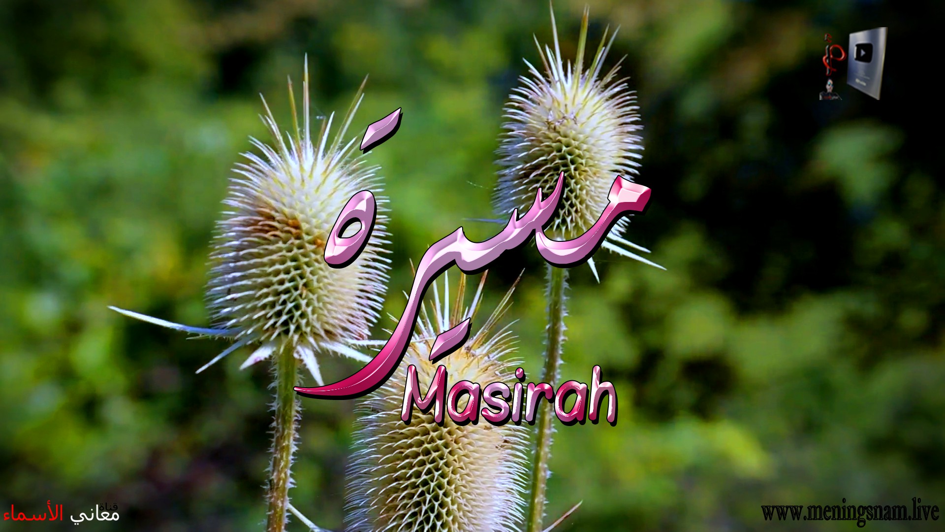 معنى اسم, مسيرة, وصفات, حاملة, هذا الاسم, Masirah,