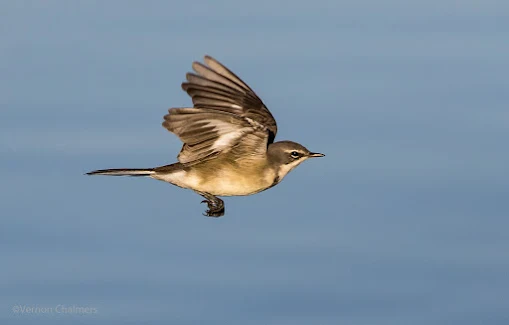 Cape Wagtail by Vernon Chalmers used Without Permission by Rebecca Harris