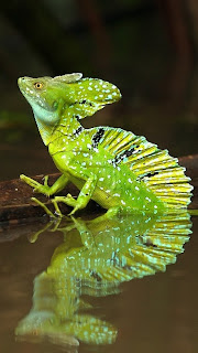 Green Iguana iPhone 5 Wallpapers