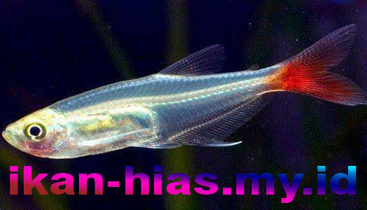 Ikan Hias Transparan Layaknya Kaca – Glassfin