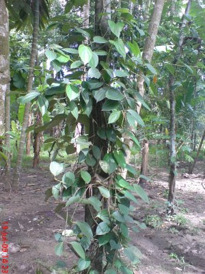 money plant creeper. another parasitic creeper.