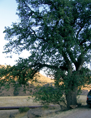 Груша гергерская (Pyrus gergerana)