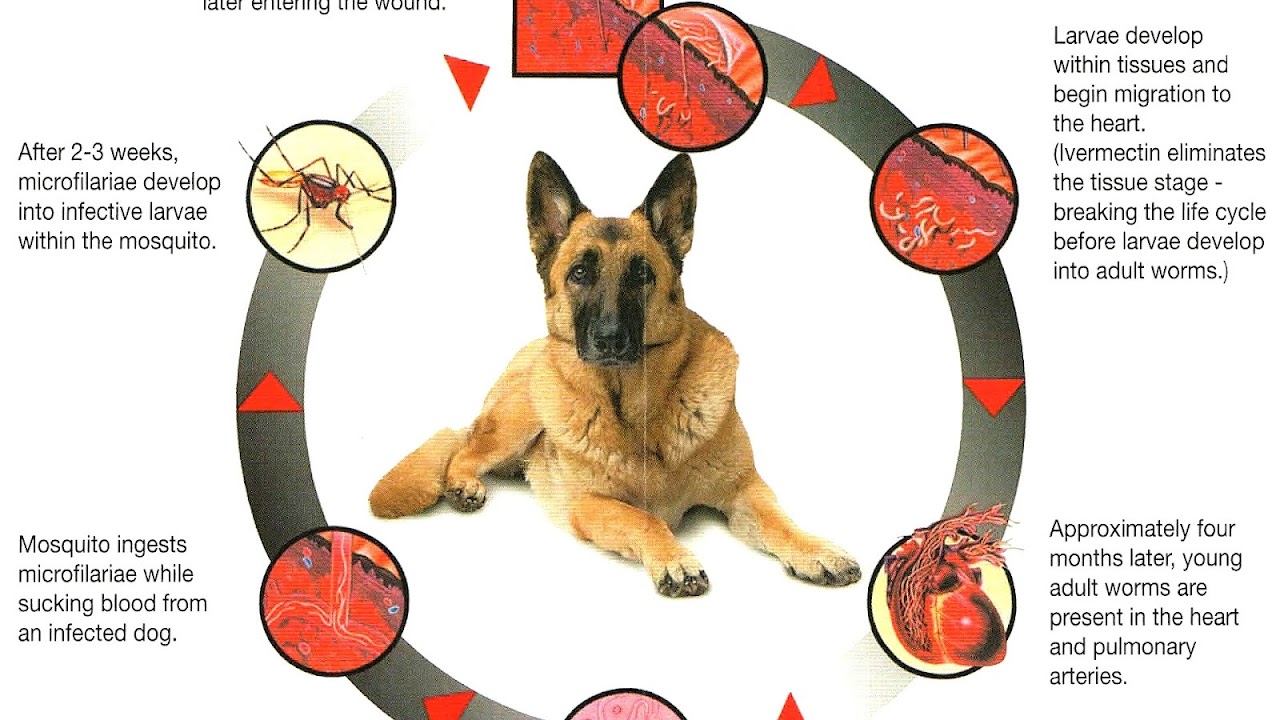 German Shepherd Diseases