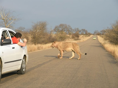 kruger south africa