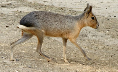 Patagonian Mara