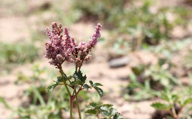 Astilbe Flowers Pictures