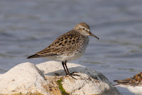 White-rumped sandpiper – Sandy Lake, AB – photo by Dfaulder