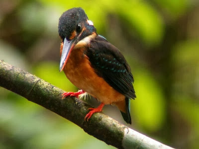 Martín pescador bandeado Alcedo euryzona