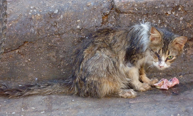 Carolines Safehouse for Stray & Abandoned Cats: How To ...